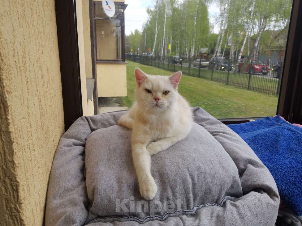 Кошки в Мытищах: Шотландские котята Девочка, 15 000 руб. - фото 3