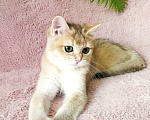 Кошки в Ижевске: Котенок золотая шиншилла Девочка, 25 000 руб. - фото 4