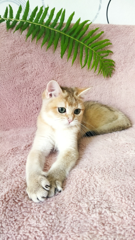 Кошки в Ижевске: Котенок золотая шиншилла Девочка, 25 000 руб. - фото 4