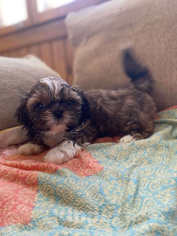 Собаки в Санкт-Петербурге: Очаровательная девочка золотого окраса Девочка, 40 000 руб. - фото 9
