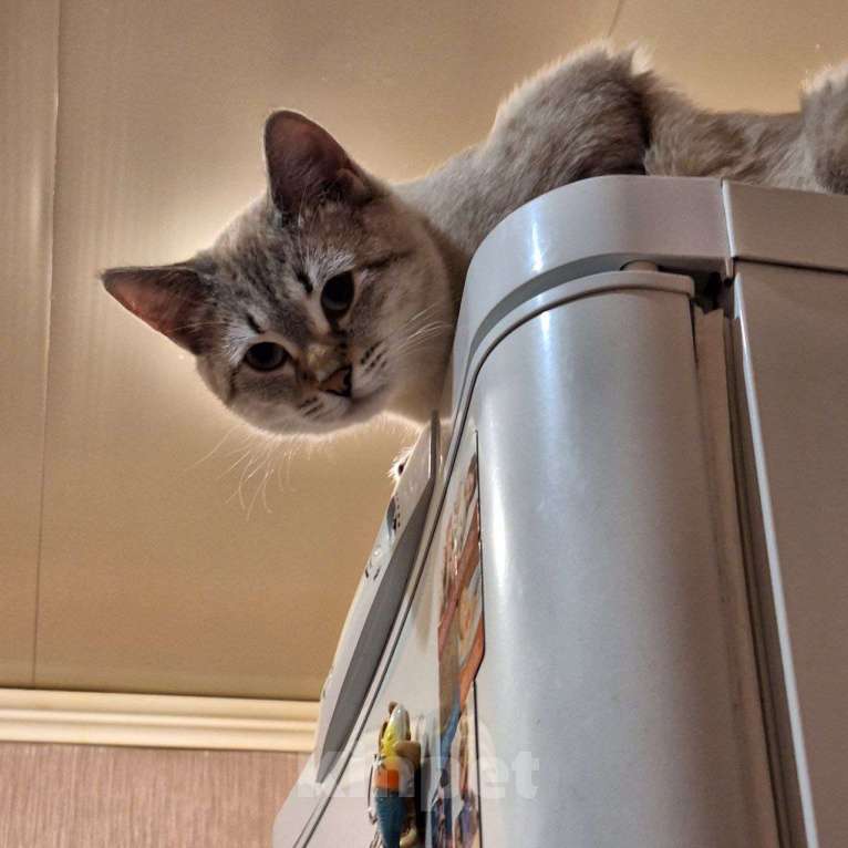 Кошки в Липецке: Голубоглазый красавец - Кефир) Мальчик, Бесплатно - фото 3