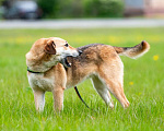 Собаки в Москве: Разыскиваем семью для Ланочки!  Девочка, Бесплатно - фото 5