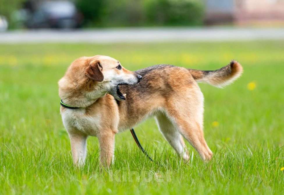 Собаки в Москве: Разыскиваем семью для Ланочки!  Девочка, Бесплатно - фото 5