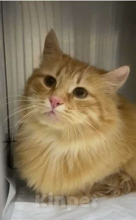 Кошки в Москве: Роскошный пушистый рыжий кот Рокс ищет дом Мальчик, 1 руб. - фото 3