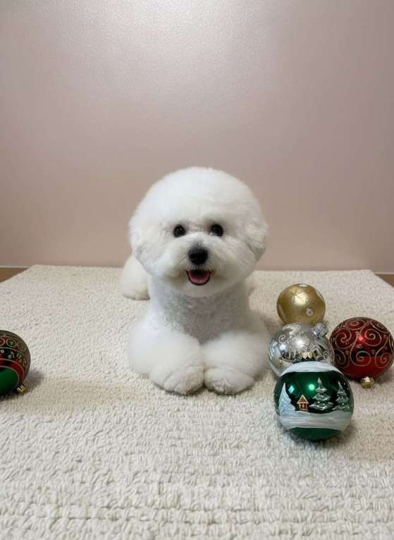 Собаки в Москве: девочка Бишон Фризе Девочка, 130 000 руб. - фото 1