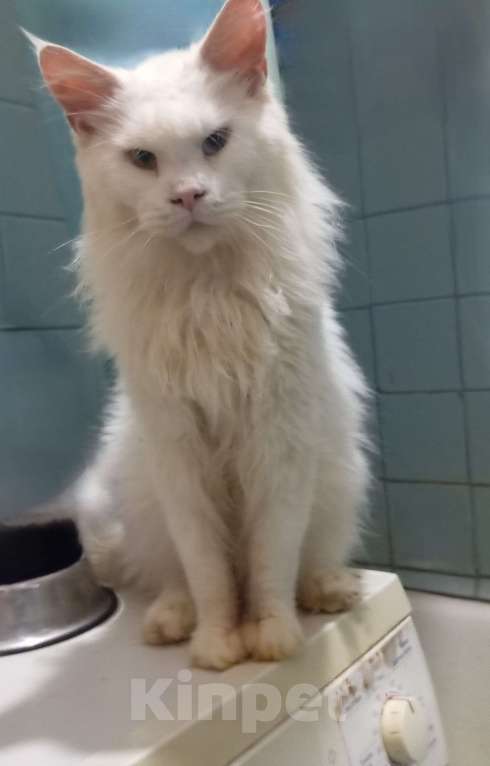 Кошки в Москве: Кот мейн-кун  Мальчик, 60 000 руб. - фото 1