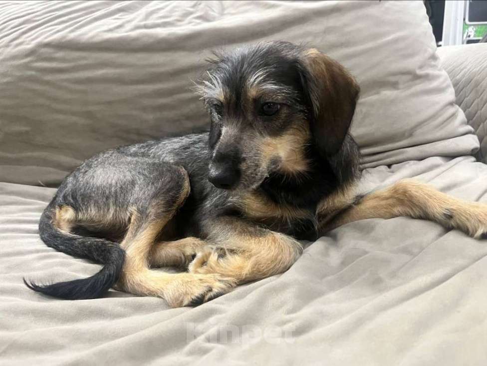 Собаки в Москве: Щенок в добрые руки  Девочка, Бесплатно - фото 7