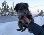 Собаки в Ижевске: Ищу хозяев Девочка, Бесплатно - фото 1