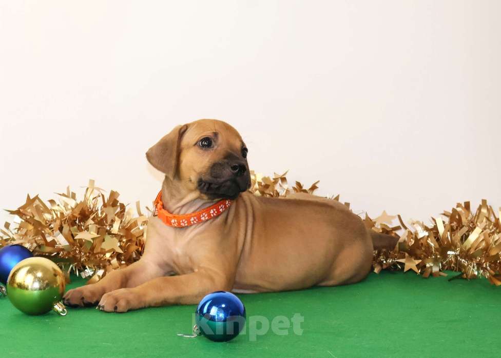 Собаки в Москве: Девочка Родезийского Риджбека  Девочка, 100 000 руб. - фото 1