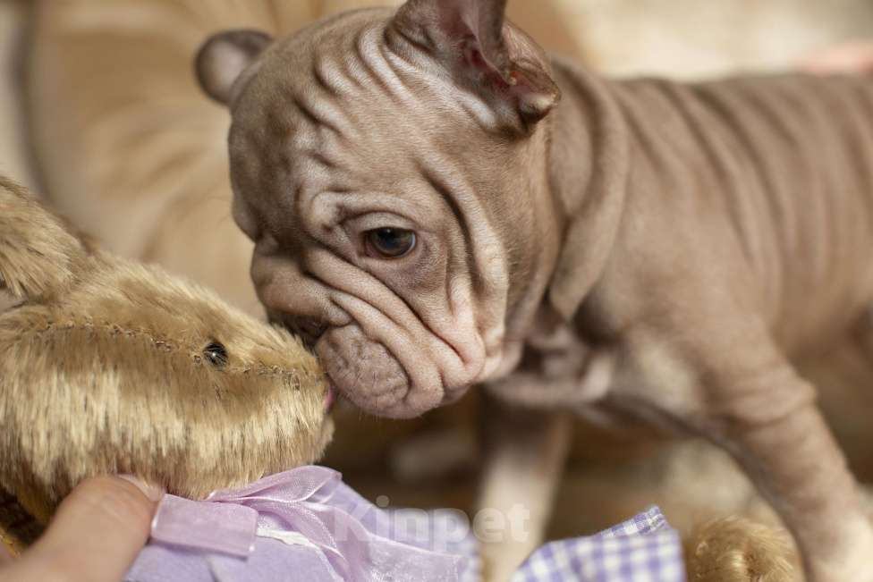 Собаки в Москве: Французский бульдог, щенок Девочка, 70 000 руб. - фото 6