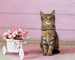Кошки в Раменском: Котенок Фанта осень хочет домой Девочка, Бесплатно - фото 5