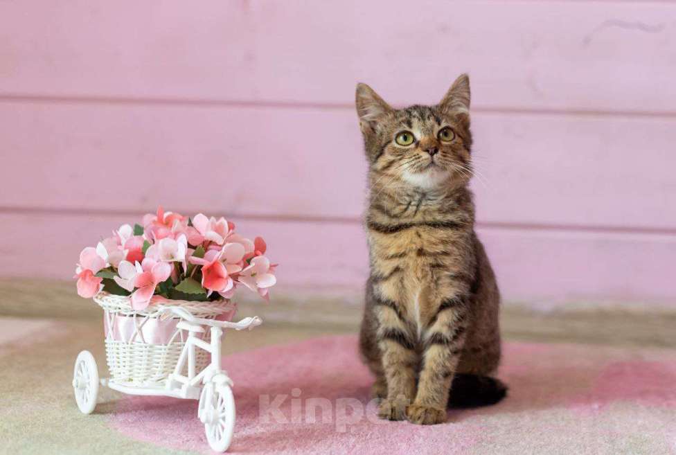 Кошки в Раменском: Котенок Фанта осень хочет домой Девочка, Бесплатно - фото 5