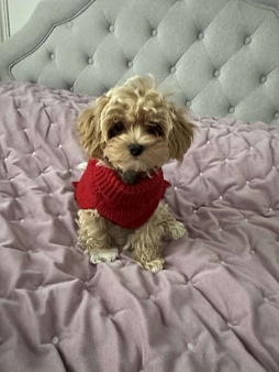 Отдаю собаку в добрые руки