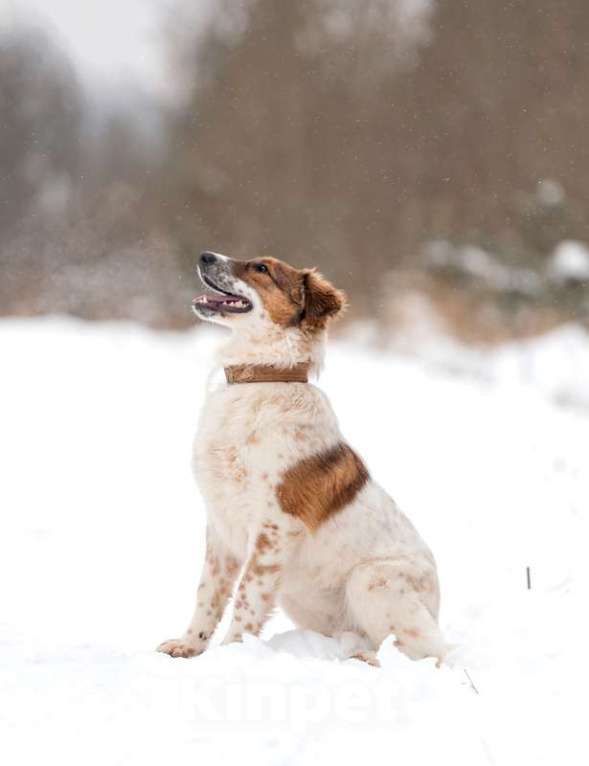 Собаки в Москве: Щенок Барбел — метис австралийской овчарки (аусси) в добрые руки Девочка, Бесплатно - фото 7