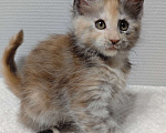 Кошки в Туле: Мейн-кун полилакт девочка Девочка, 35 000 руб. - фото 5