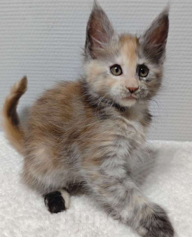 Кошки в Туле: Мейн-кун полилакт девочка Девочка, 35 000 руб. - фото 5