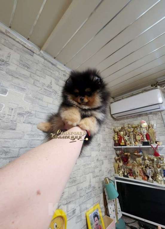 Собаки в Москве: Шпиц померанский девочка из племенного питомника Ркф Девочка, Бесплатно - фото 2