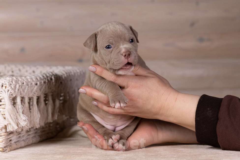 Собаки в Королеве: Американский булли стандарт Девочка, 200 000 руб. - фото 6
