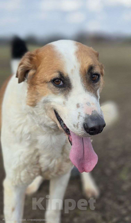 Собаки в Королеве: Ищет дом красавец Друлл! Мальчик, Бесплатно - фото 2