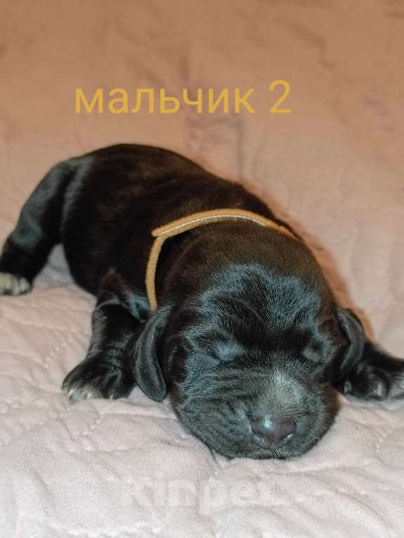 Собаки в Москве: Мальчик2 Мальчик, 45 000 руб. - фото 1
