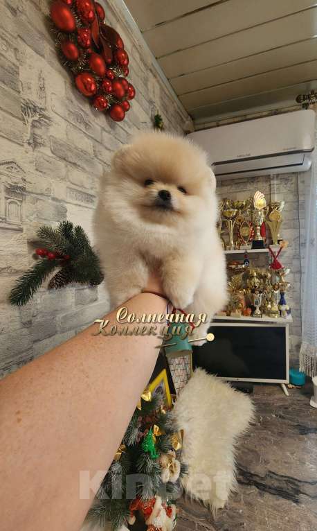 Собаки в Москве: Супер меховой мальчик померанского шпица питомник РКФ Мальчик, Бесплатно - фото 2