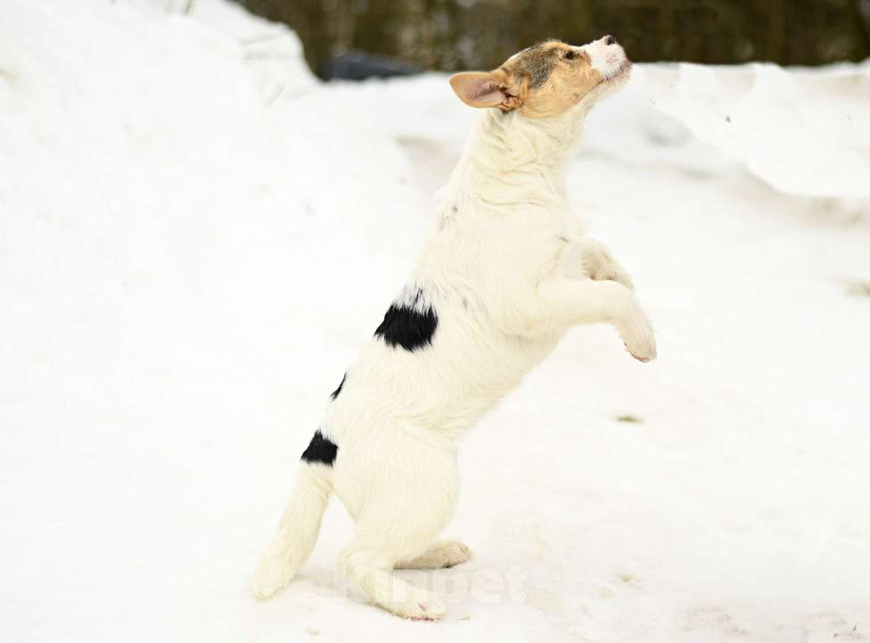 Собаки в Москве: Ева в добрые руки Девочка, Бесплатно - фото 4