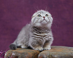 Кошки в Барнауле: Котик Юпитер💎 Мальчик, Бесплатно - фото 3