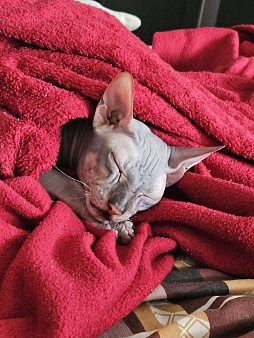 Продам сфинкса