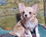 Собаки в Москве: Золотой парнишка Мальчик, 35 000 руб. - фото 3