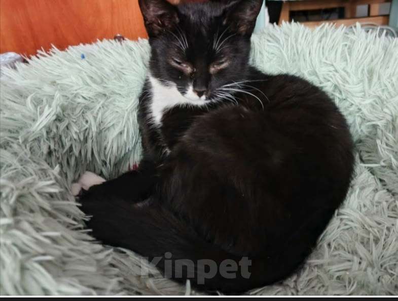 Кошки в Санкт-Петербурге: Катюша и Семен Девочка, Бесплатно - фото 2