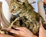 Кошки в Москве: Ищет дом необычная кошка Беатриче, ласковая и трогательная.  Девочка, Бесплатно - фото 3