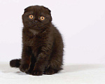 Кошки в Омске: Шотландский вислоухий кот, 35 000 руб. - фото 4
