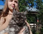 Кошки в Санкт-Петербурге: Очень красивая девочка дым Девочка, 20 000 руб. - фото 3