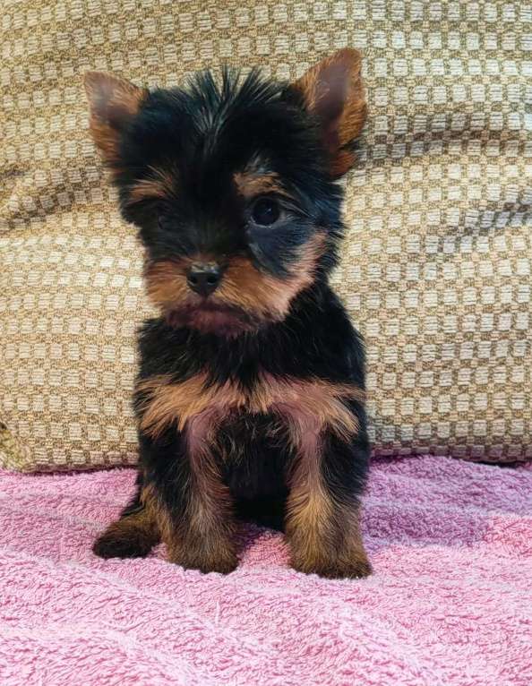 Собаки в Липецке: курносый мини йорик Мальчик, 40 000 руб. - фото 2