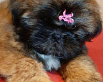 Собаки в Санкт-Петербурге: Девочка ши-тцу золото в черной маске Девочка, 40 000 руб. - фото 3