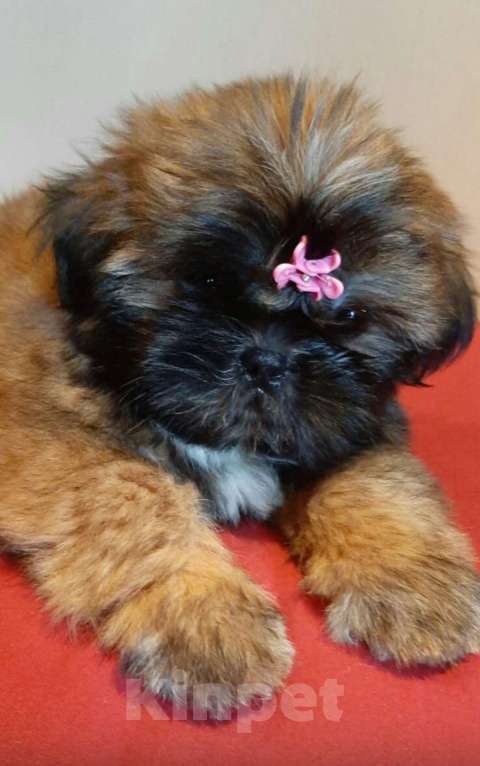 Собаки в Санкт-Петербурге: Девочка ши-тцу золото в черной маске Девочка, 40 000 руб. - фото 3
