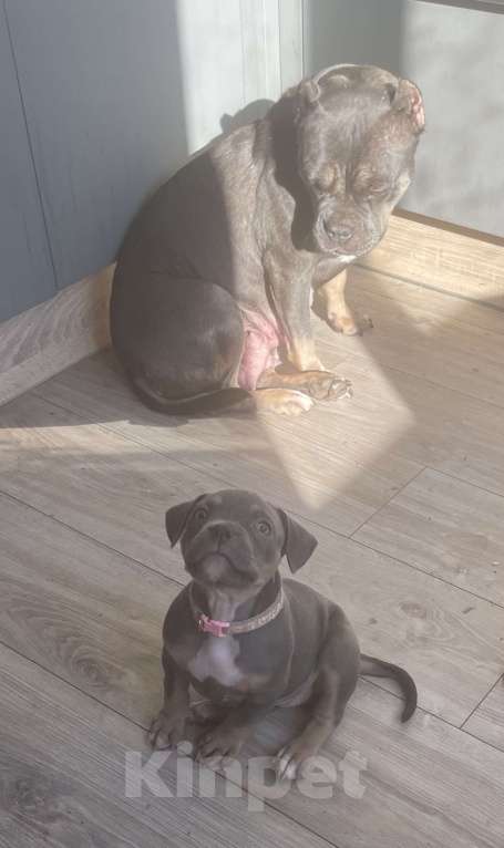 Собаки в других городах Ленинградской области: Мона Лиза Девочка, 45 000 руб. - фото 2