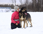 Собаки в Видном: Алабай Шерхан, 2 года Мальчик, Бесплатно - фото 2