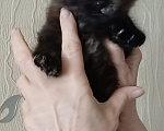 Кошки в Королеве: Яркая брюнетка Девочка, 15 000 руб. - фото 2