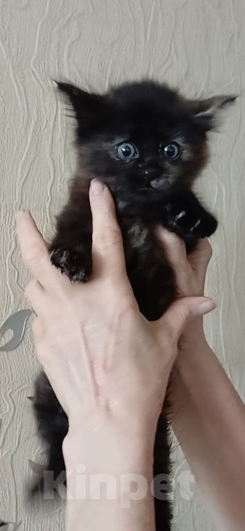Кошки в Королеве: Яркая брюнетка Девочка, 15 000 руб. - фото 2