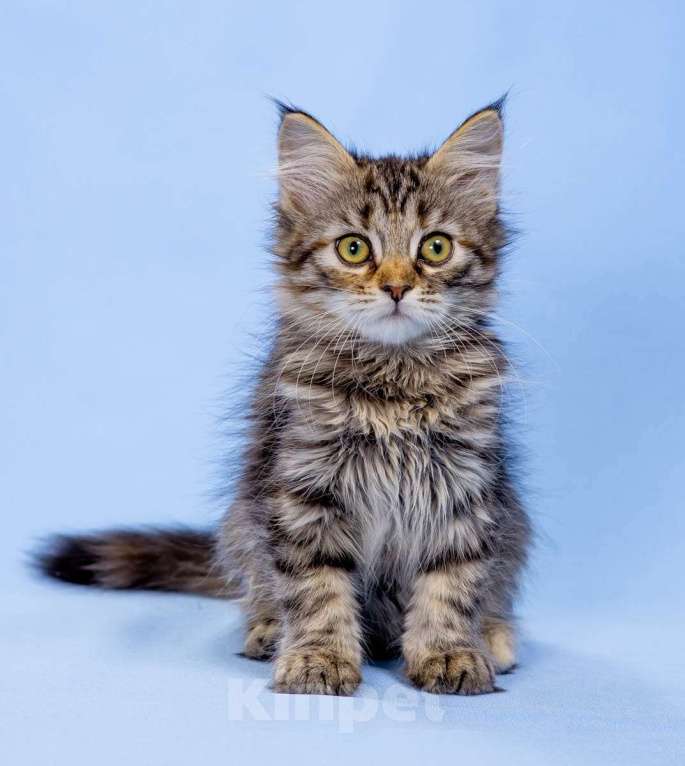 Кошки в Москве: Сибирский котенок девочка Девочка, 45 000 руб. - фото 2