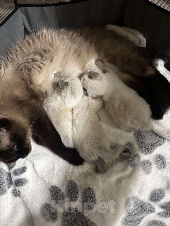 Кошки в Москве: Невские маскарадные котята Мальчик, 22 000 руб. - фото 2