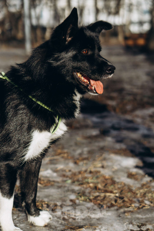 Собаки в Москве: Мишель Девочка, Бесплатно - фото 4