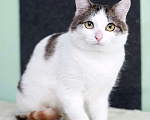 Кошки в Москве: Умнейшая трехцветная кошечка Женечка в добрые руки Девочка, 10 руб. - фото 10