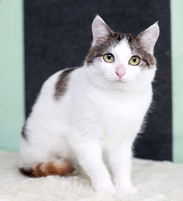 Кошки в Москве: Умнейшая трехцветная кошечка Женечка в добрые руки Девочка, 10 руб. - фото 10