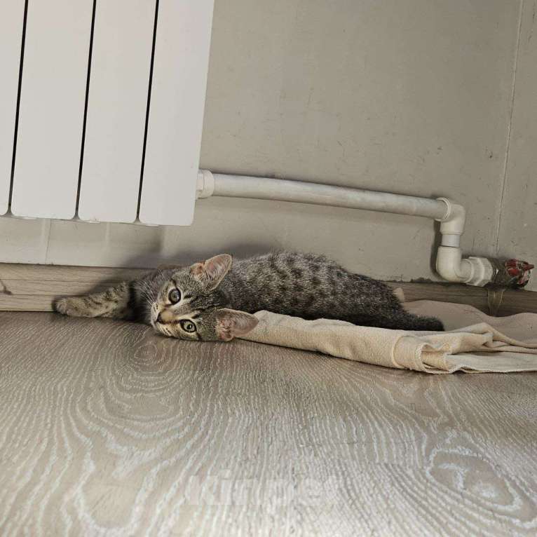 Кошки в Санкт-Петербурге: Котенок Люмия Люми Девочка, Бесплатно - фото 9