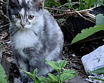 Кошки в Нижнем Новгороде: Маленькая красавица, с необыным окрасом, мать британка, ищет своих людей  Девочка, Бесплатно - фото 1