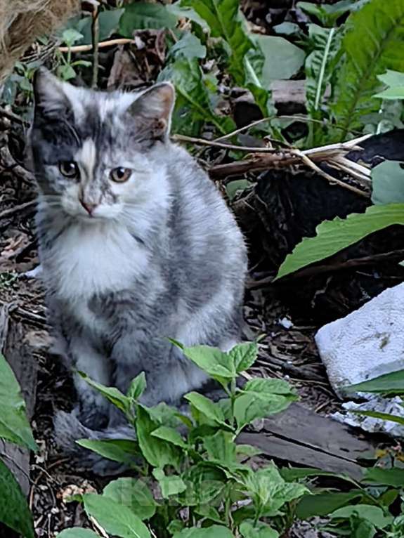 Кошки в Нижнем Новгороде: Маленькая красавица, с необыным окрасом, мать британка, ищет своих людей  Девочка, Бесплатно - фото 1