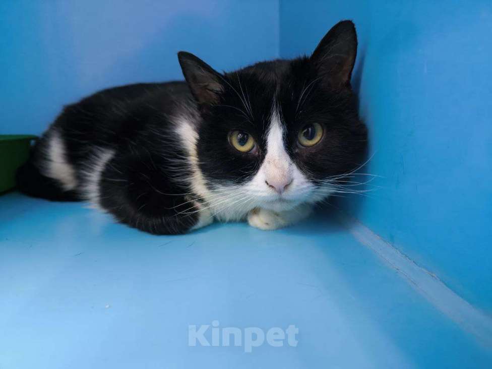 Кошки в Москве: Джентльмен Токио ищет дом! Мальчик, Бесплатно - фото 3