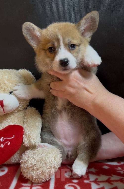 Собаки в других городах Московской области: Вельш корги пемброк девочка без хвостика Девочка, 38 000 руб. - фото 10